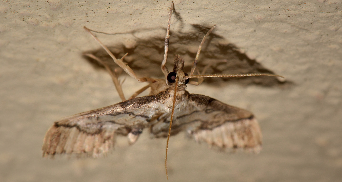 Geometridae con anomalia? No, Crambidae: Metasia ophialis